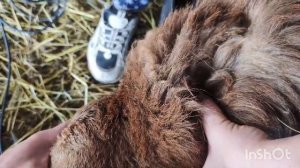 Подготовка барана производителя для запуска в стадо.Чипирование .Прививки.Обрезка копыт.