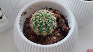 кактус крупным планом на окне, деревенский уют