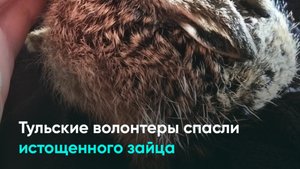 Тульские волонтеры спасли истощенного зайца