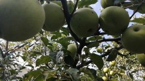 Небывалый урожай яблок. #урожайяблок