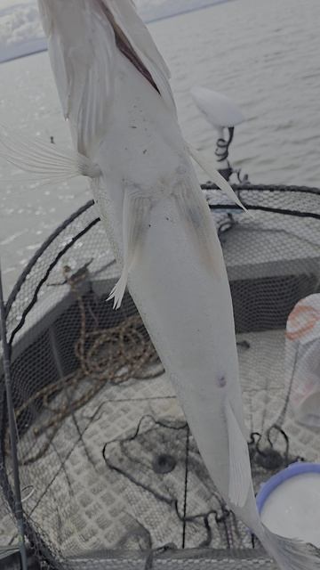 Сломал пиннинг смотреть онлайн