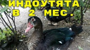 Как выглядят мускусные утята в 2 месяца