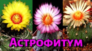 Астрофитум (звездный кактус) – выращивание из семян, уход в домашних условиях