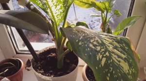 Мои цветочки и рассказ про Марусю-архив-28.02.25