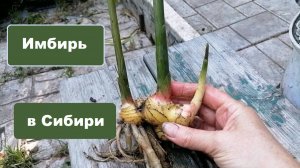 Имбирь в ог Сибири вырос оочень ароматным. Эксперимент
