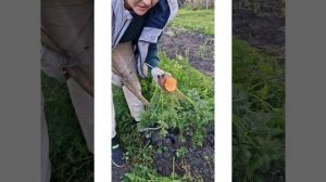 Урожай моркови 2025г, я довольна