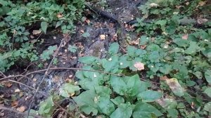 Разведка нового оврага