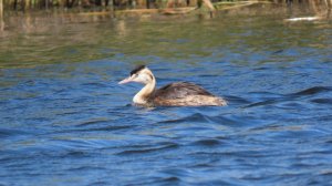 Чомга в «Светлинском»: Танец на волнах!
