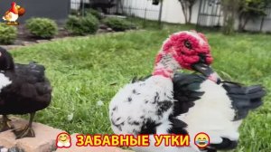 Забавные утки мускусные и пекинские на свободном выгуле со своими друзьями ч.(221) ❣️🤗😂