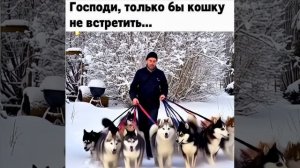 Только не кошка