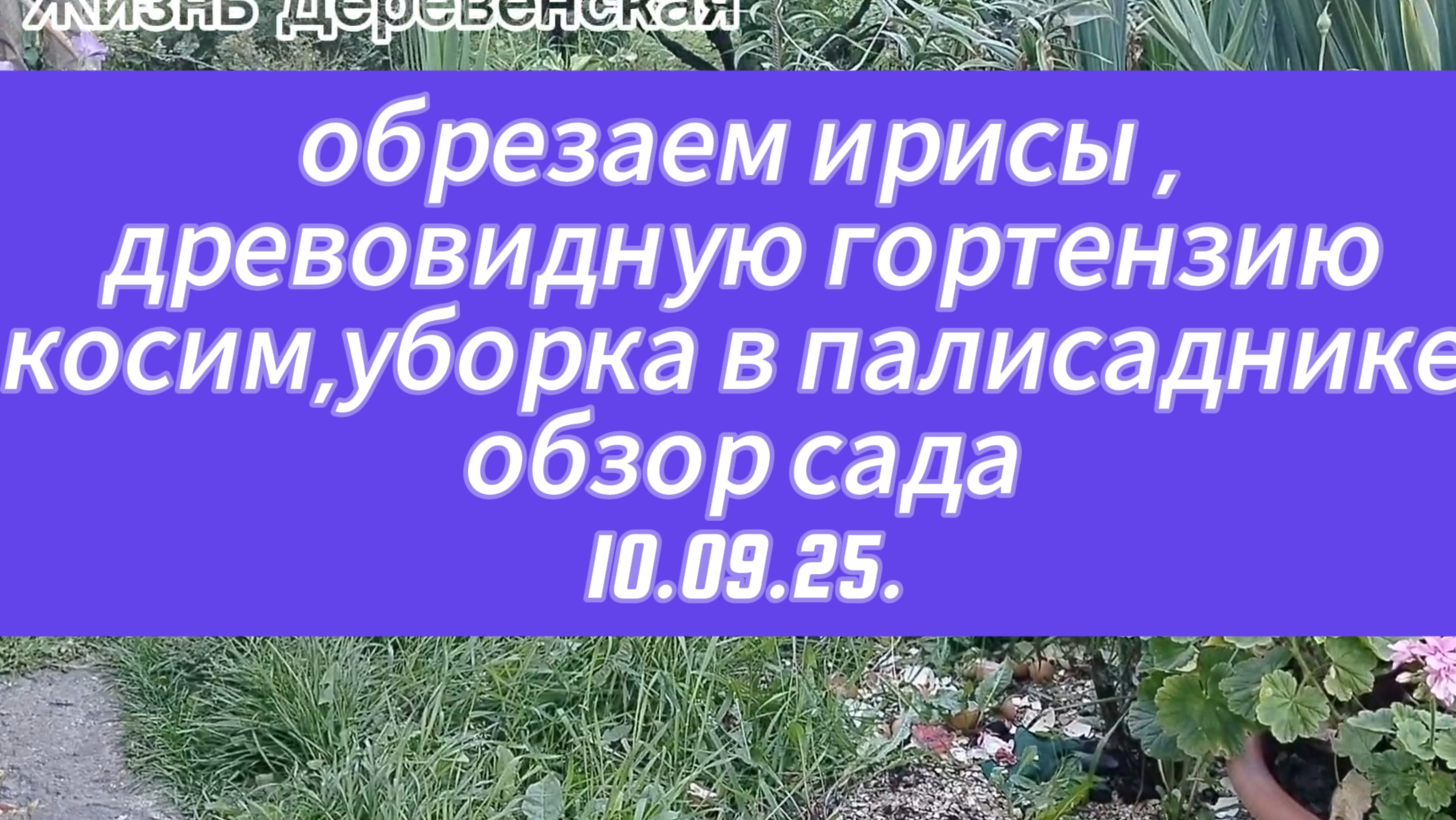 Срезаю ирисы,гортензию древовидную,косим,уборка в палисаднике,небольшой обзор сада.