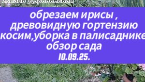 Срезаю ирисы,гортензию древовидную,косим,уборка в палисаднике,небольшой обзор сада.