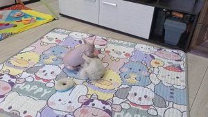 2 комочка радости!