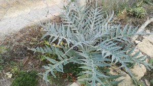 Артишок и каркаде