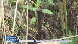 Уборочная с металлическим привкусом: неизвестные подкинули в поля Яйского округа арматуру