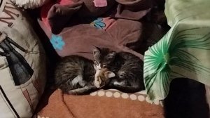 котята в обнимку