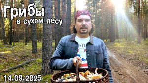 Грибы в сухом лесу.14.09.2025