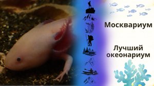 МОСКВАРИУМ, место для обязательного посещения || Июль 2025