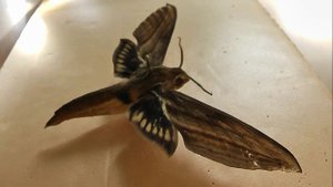 БРАЖНИКИ: 623. Xylophanes alexandrei