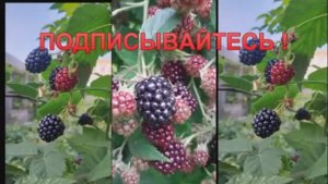 ГОТОВИМ ЕЖЕВИКУ К ЗИМЕ! ОСЕННЯЯ ОБРЕЗКА И УКРЫТИЕ НА ЗИМУ!.mp4