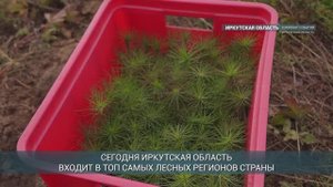 Восемь тысяч сеянцев сосны высадили в Приангарье участники акции "Сохраним лес"