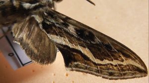 БРАЖНИКИ: 618. Theretra insignis