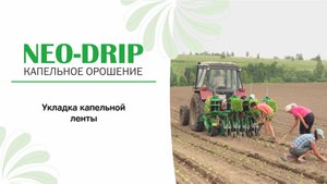 Укладка капельной ленты