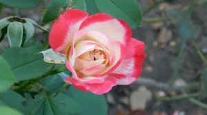 05=09=2025   Ю  КМР  (71)