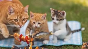 Котики. Завтрак на речке