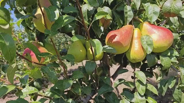 Груша Изольда смотреть онлайн