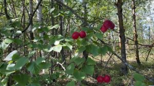 Тихая охота. Собираю грибы