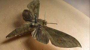 БРАЖНИКИ: 620. Theretra jugurtha