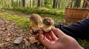 Мечты сбываются, БОРОВИКИ как из сказки, моему счастью нет предела! Тверская губерния во всей красе