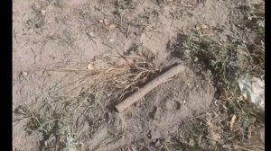 готовим огород к перекопки на зимуmp4