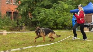 1 Отл. КЧК VALINA v. Fichtenschlag +++ №22. КАЛИНИНГРАД 7 сентября`25 Моно немецких овчарок