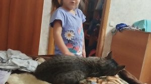 Любимый котик