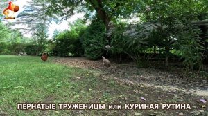 Куры несушки свободного выгула и их обычная куриная рутина – эпизод (706)