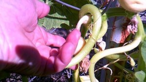 Обзор тыкв сорта "Улыбка"