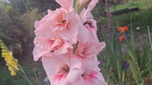 Огород 13.09.2025