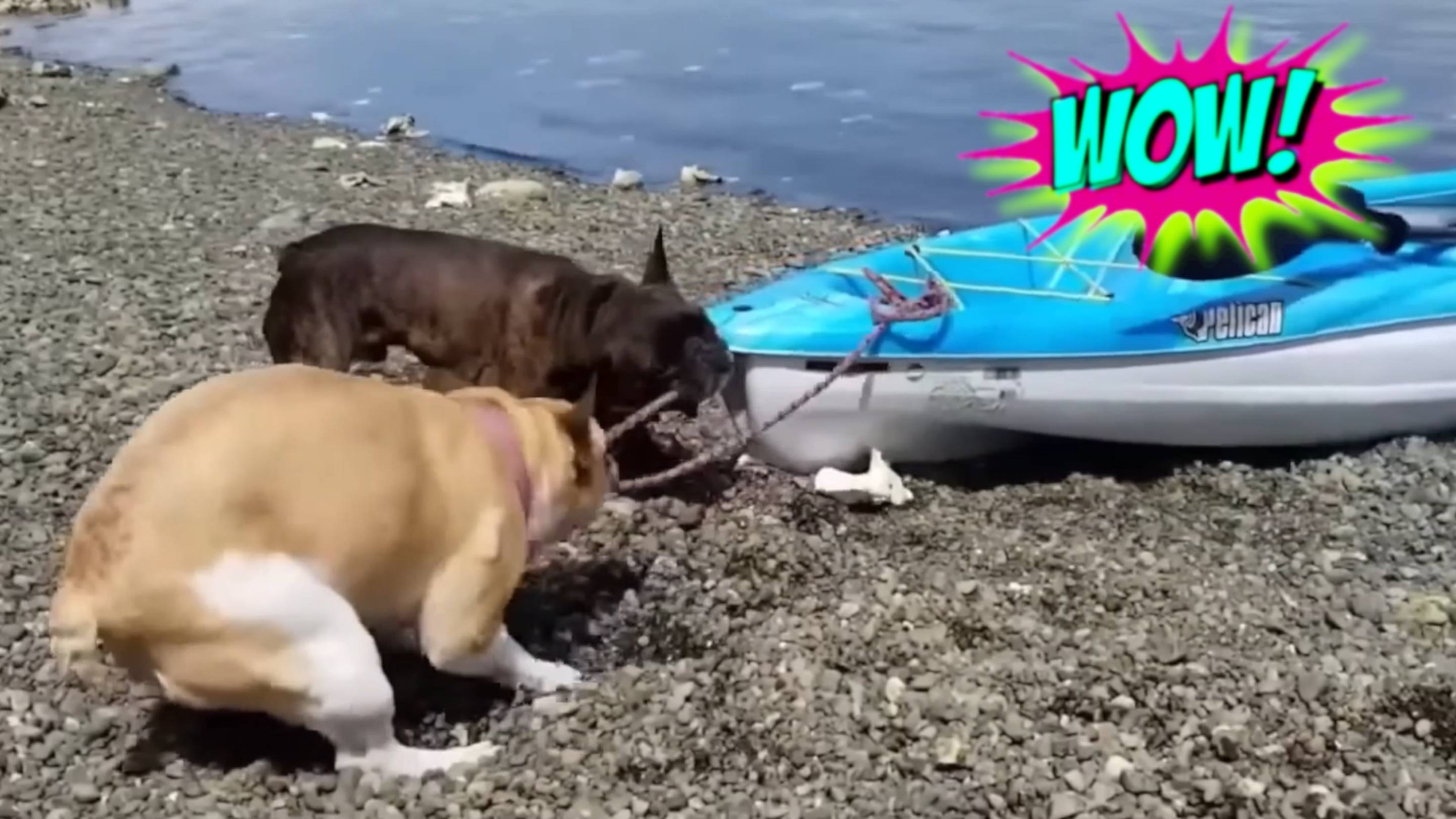 СМЕШНЫЕ ВИДЕО: ПРИКОЛЫ, КОТОРЫЕ НЕЛЬЗЯ ПРОПУСТИТЬ