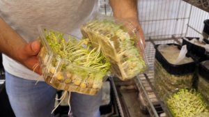 Люди 888. Илья Емельянов