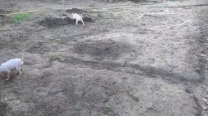 Маленькая Жу на огороде!