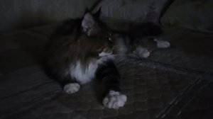 Вечерний котик (звук очень тихий)