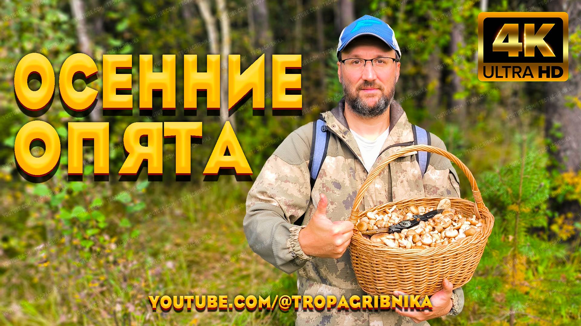 Грибник В ШОКЕ - Набрал Корзину Молодых Осенних Опят С Одной Поляны. Armillaria Mellea.