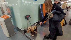 Из аэропорта Сочи улетели за границу почти 400 домашних животных