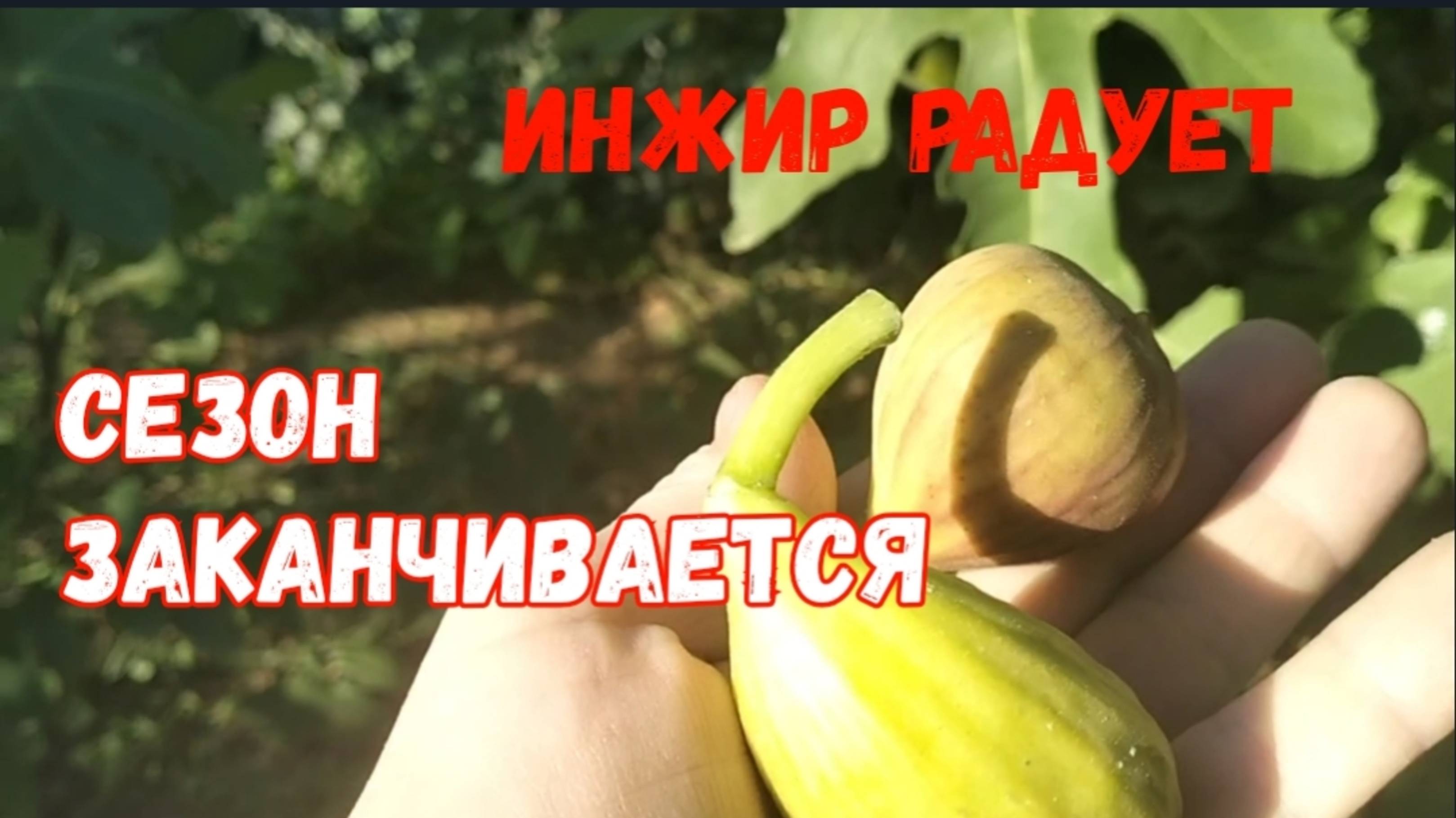#82🌷Сезон заканчивается/Инжир радует/Проводила мужа