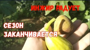 #82🌷Сезон заканчивается/Инжир радует/Проводила мужа