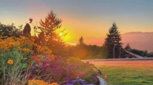 Осенняя природа в лесу - Дуэт Соловья с Кукушкой