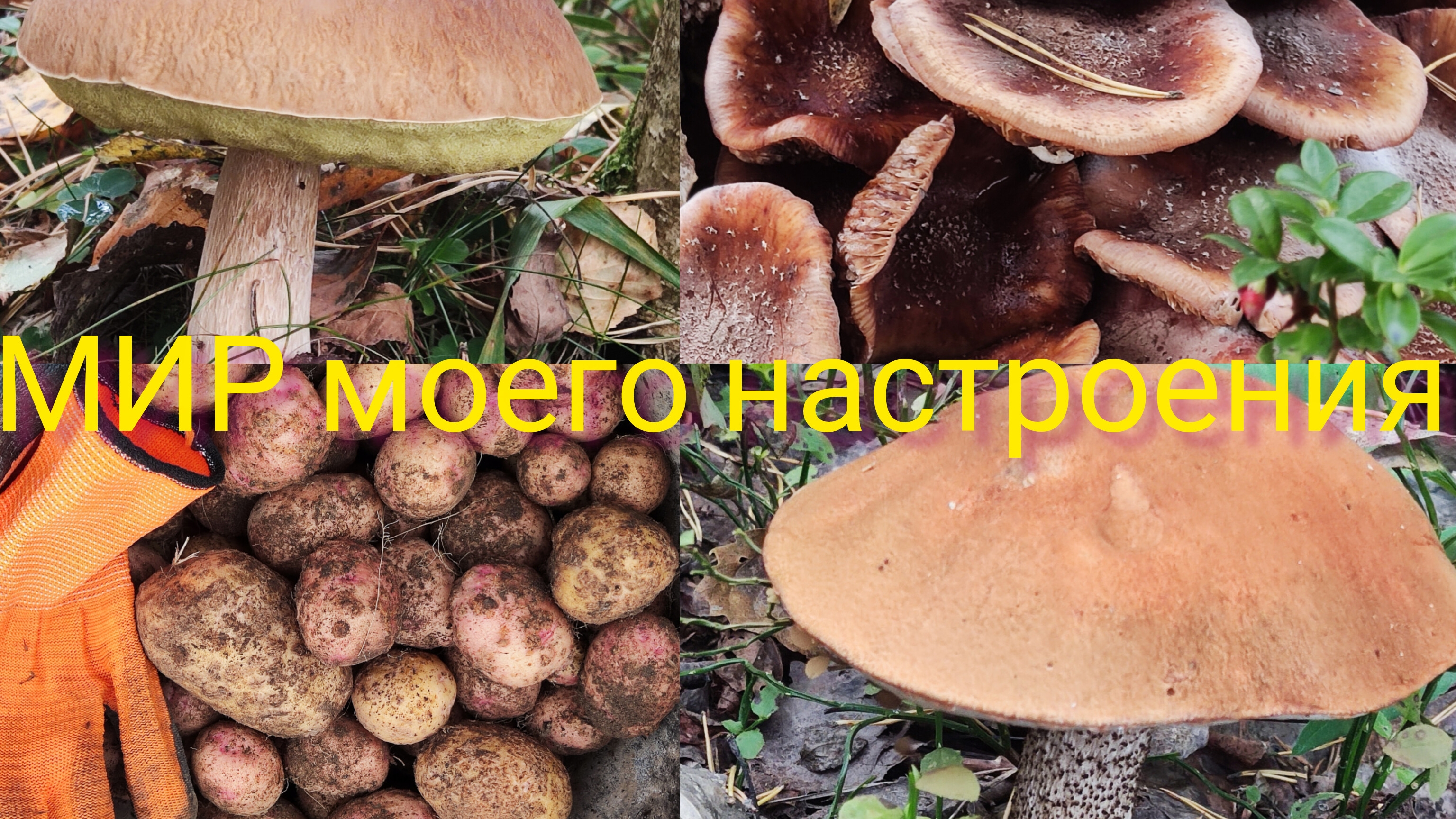 14.09.25 Дача Выборг.Собрали картошку.Прогулка в лес.