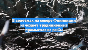 В водоёмах на севере Финляндии исчезают традиционные промысловые рыбы